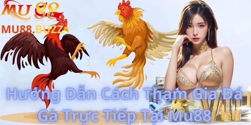 Hướng Dẫn Cách Tham Gia Đá Gà Trực Tiếp Tại Mu88